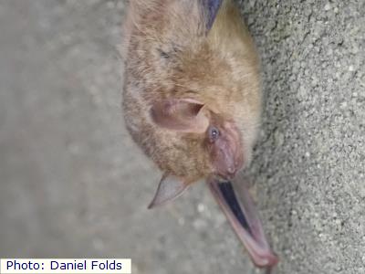 Tri-colored Bat