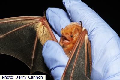 Eastern Red Bat