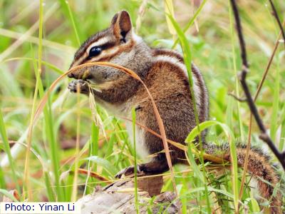 Gray-footed Chipmunk