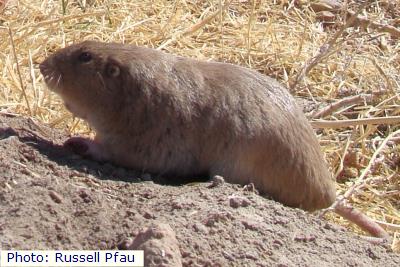 Desert Pocket Gopher