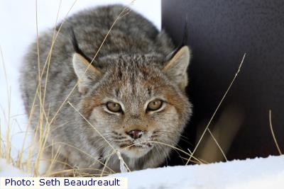 Canada Lynx