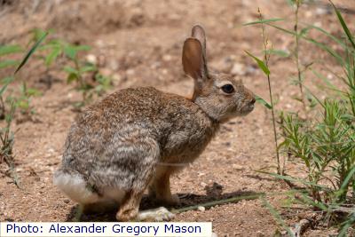 Holzner’s Cottontail Rabbit