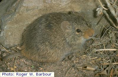 Yellow-nosed Cotton Rat