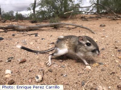 Banner-tailed Kangaroo Rat