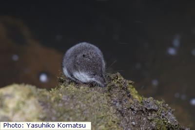 Western Water Shrew