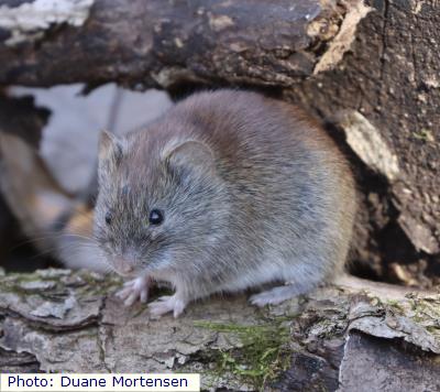 Southern Red-backed Vole