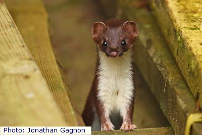 Ermine Weasel