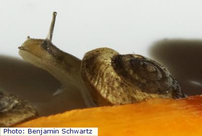 Socorro Mountainsnail