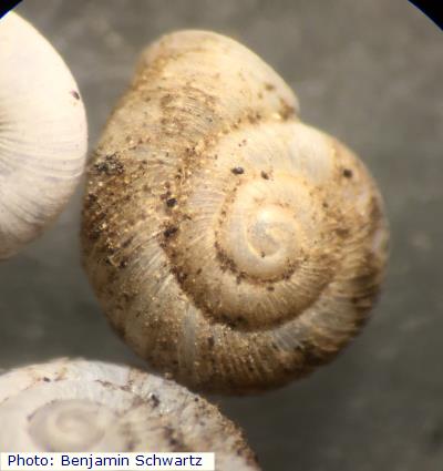 Multirib Vallonia Snail