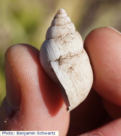 Whitewashed Rabdotus Snail