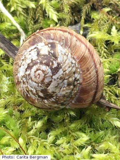 Subalpine Mountainsnail