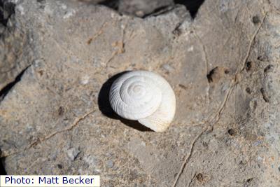 Magdalena Mountainsnail