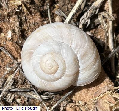 Diablo Mountainsnail