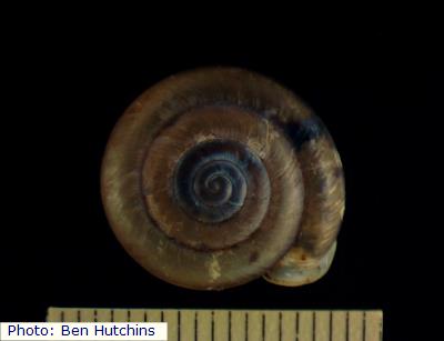 Guadelupe Woodlandsnail