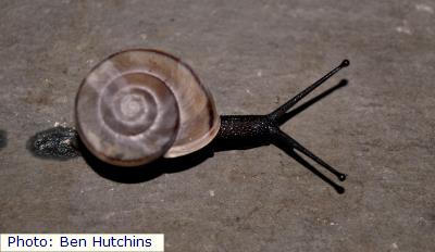 Franklin Mountain Talussnail