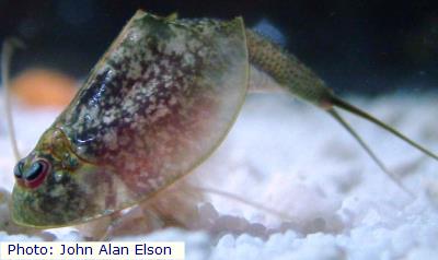 Desert Tadpole Shrimp
