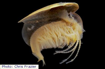 Playa Clam Shrimp