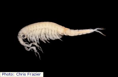 Mackin Fairy Shrimp