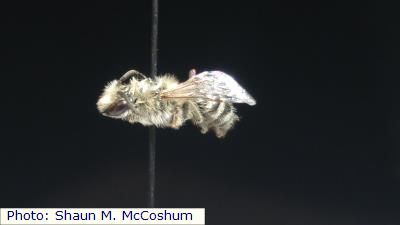 Thirsty Plaster Bee