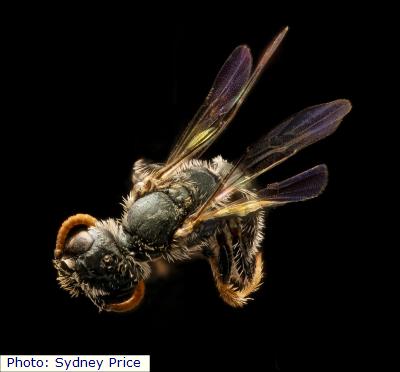 Sweat Bee