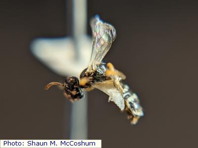 Triton Fairy Bee
