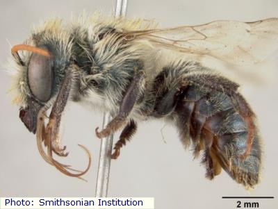 Watson’s Mason Bee