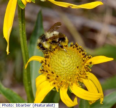 Cockerell’s Bumble Bee