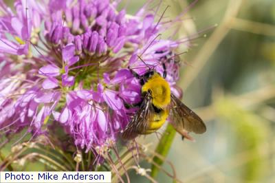 Morrison’s Bumble Bee