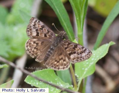 Mottled Duskywing