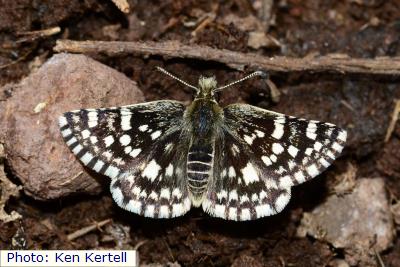 Mountain Checkered-skipper