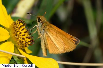 Sunrise Skipper