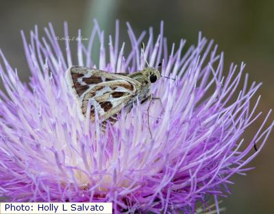 Rhesus Skipper