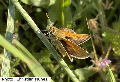 Rhena Crossline Skipper