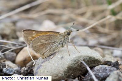 Questa Skipper