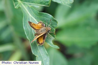 Western Hobomok Skipper
