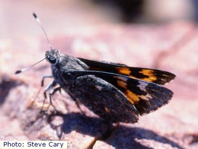 Orange Giant Skipper