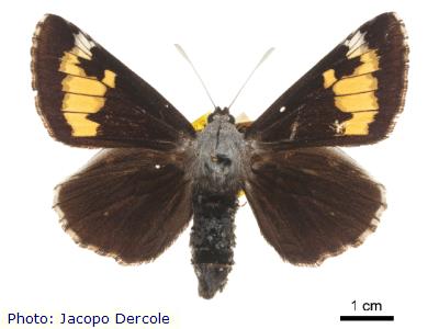 Ursine Giant Skipper