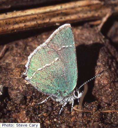 Sacramento Mountains White-lined Hairstreak