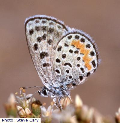 Colorado Rita Dotted-blue