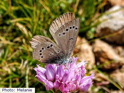 Sacramento Mountains Silvery Blue Butterfly