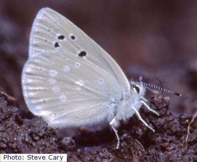 Raton Mesa Boisduval’s Blue