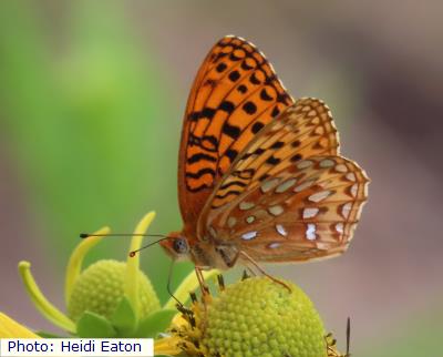 Raton Mesa Northwestern Fritillary