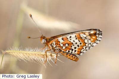 Dotted Checkerspot