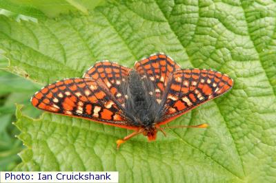 Anicia Checkerspot