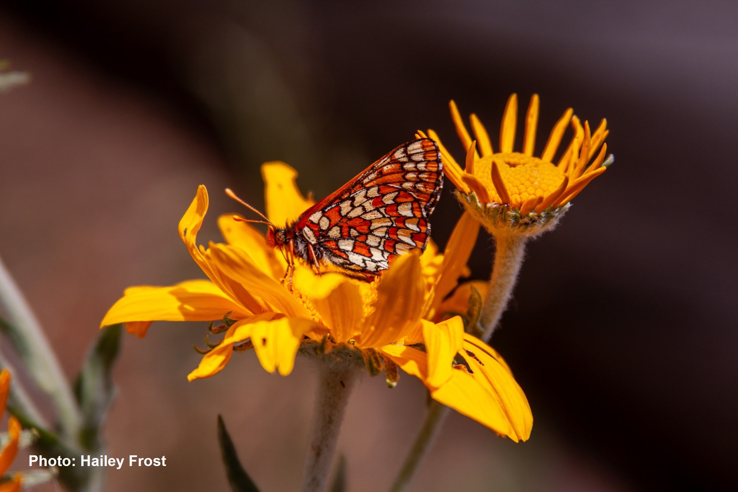 Sacramento Mountains Checkerspot Butterfly