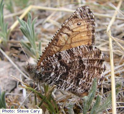 Socorro Chryxus Arctic