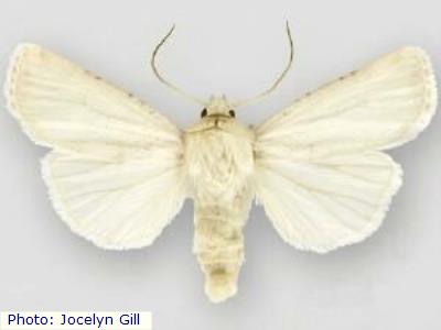 Lafontaine’s Cutworm Moth