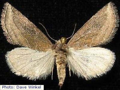 Southwestern Brown Moth