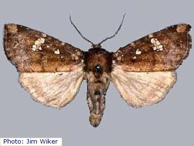 Sacramento Mountains Borer Moth