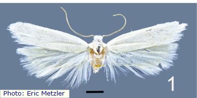 White Sands Twirler Moth